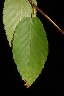 Betula lenta, leaf - whole upper surface