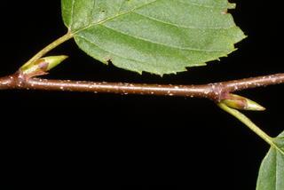 Betula lenta, twig - orientation of petioles