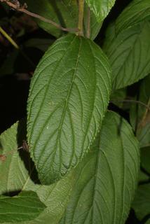 Ceanothus americanus, leaf - whole upper surface