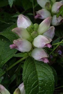 Chelone glabra, inflorescence - whole - unspecified