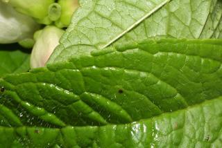 Chelone glabra, leaf - margin of upper + lower surface