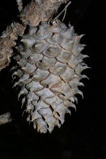 Pinus pungens, cone - female - closed