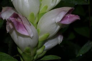 Chelone glabra, inflorescence - lateral view of flower
