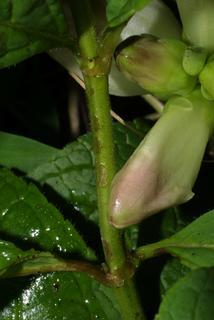 Chelone glabra, stem - showing leaf bases