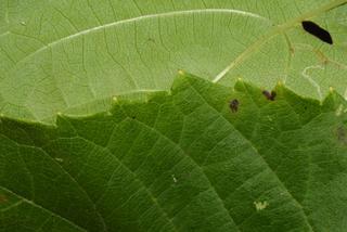Ampelopsis cordata, leaf - margin of upper + lower surface