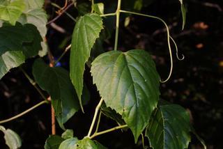 Ampelopsis cordata, leaf - showing orientation on twig