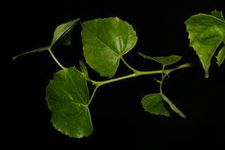 Ampelopsis cordata, leaf - showing orientation on twig
