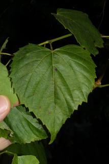 Ampelopsis cordata, leaf - whole upper surface