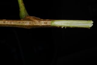 Ampelopsis cordata, twig - orientation of petioles