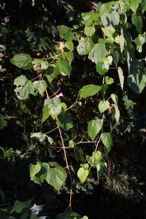 Ampelopsis cordata, whole tree or vine - general