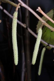 Corylus americana, inflorescence - whole - male