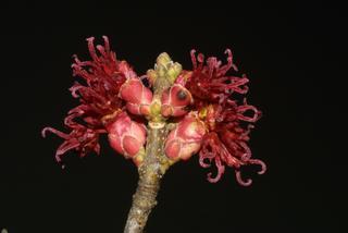 Acer rubrum, inflorescence - whole - female