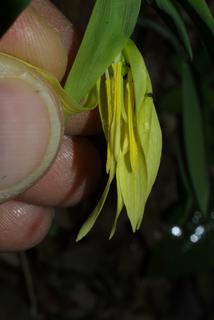 Uvularia grandiflora, inflorescence - closeup of flower interior
