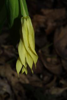 Uvularia grandiflora, inflorescence - lateral view of flower