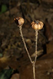 Chimaphila maculata, fruit - lateral or general close-up