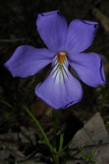 Viola pedata, inflorescence - frontal view of flower