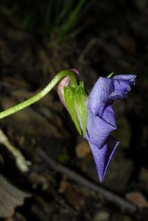 Viola pedata, inflorescence - lateral view of flower