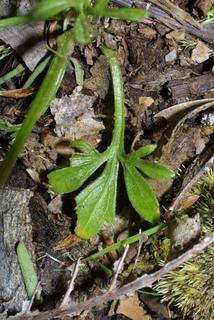 Viola pedata, leaf - basal or on lower stem