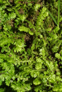 Selaginella apoda, whole plant - unspecified