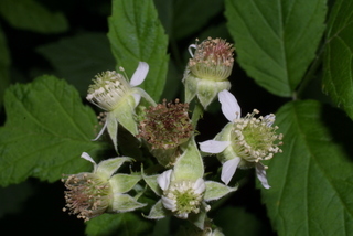 Rubus occidentalis, inflorescence - lateral view of flower