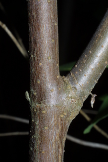Viburnum dentatum, bark - of a small tree or small branch