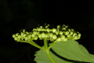 Viburnum dentatum, inflorescence - lateral view of flower