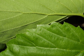 Viburnum dentatum, leaf - margin of upper + lower surface