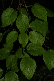 Viburnum dentatum, leaf - showing orientation on twig