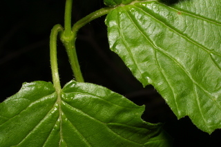 Viburnum dentatum, leaf - unspecified