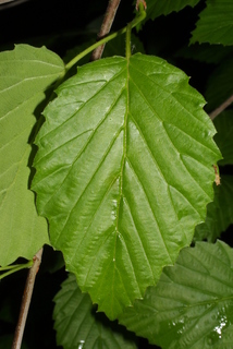 Viburnum dentatum, leaf - whole upper surface