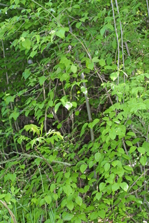 Viburnum dentatum, whole tree or vine - general