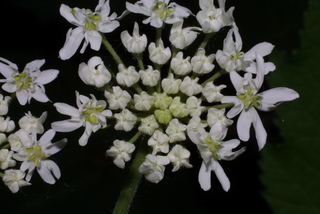 Heracleum maximum, inflorescence - frontal view of flower