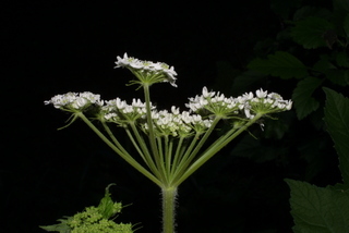 Heracleum maximum, inflorescence - lateral view of flower