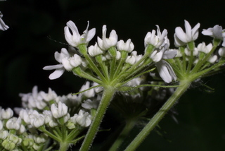 Heracleum maximum, inflorescence - lateral view of flower