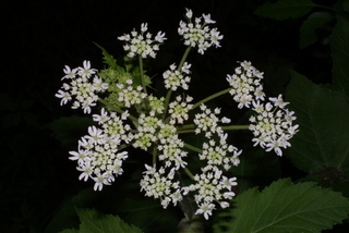Heracleum maximum, inflorescence - whole - unspecified