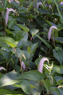 Saururus cernuus, whole plant - in flower - general view