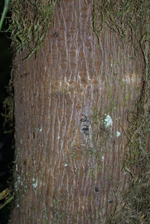 Acer macrophyllum, bark - of a medium tree or large branch