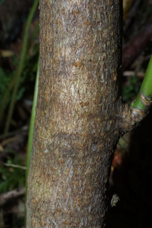 Acer macrophyllum, bark - of a small tree or small branch