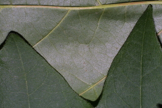 Acer macrophyllum, leaf - margin of upper + lower surface