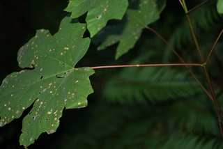 Acer macrophyllum, leaf - unspecified