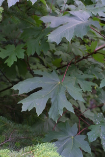 Acer macrophyllum, leaf - whole upper surface