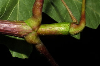Acer macrophyllum, twig - orientation of petioles