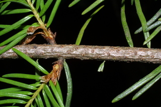 Abies grandis, twig - after fallen needles