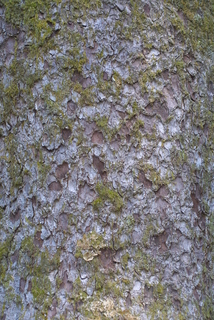Picea sitchensis, bark - of a large tree