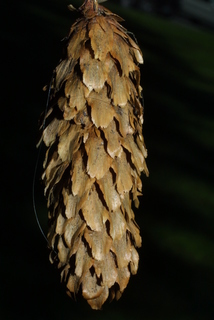 Picea sitchensis, cone - female - mature open