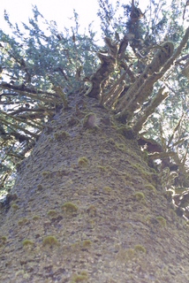Picea sitchensis, whole tree - view up trunk