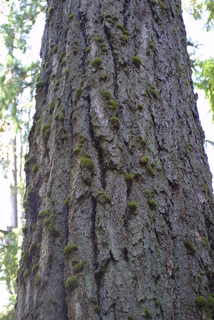 Pseudotsuga menziesii, bark - of a large tree
