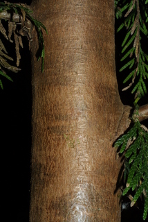 Thuja plicata, bark - of a small tree or small branch