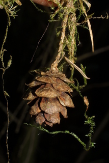 Tsuga heterophylla, cone - female - mature open