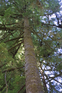 Tsuga heterophylla, whole tree - view up trunk